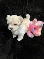 Maltipoo Female, a female Maltese and Poodle - Miniature  for sale in Dumas, TX – 1 of 5