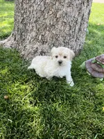 Maltipoo Male 2nd, a male Maltese and Poodle - Miniature  for sale in Dumas, TX – 5 of 10