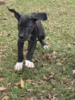 Black male, a male Great Dane for sale in Jackson, SC – Photo 5 of 7