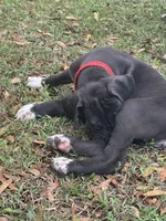 Black male, a male Great Dane for sale in Jackson, SC – Photo 3 of 7