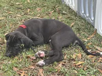 Black male, a male Great Dane for sale in Jackson, SC – Photo 6 of 7