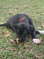 Black male, a male Great Dane for sale in Jackson, SC – Photo 2 of 7