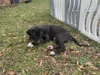 Black male, a male Great Dane for sale in Jackson, SC – Photo 7 of 7