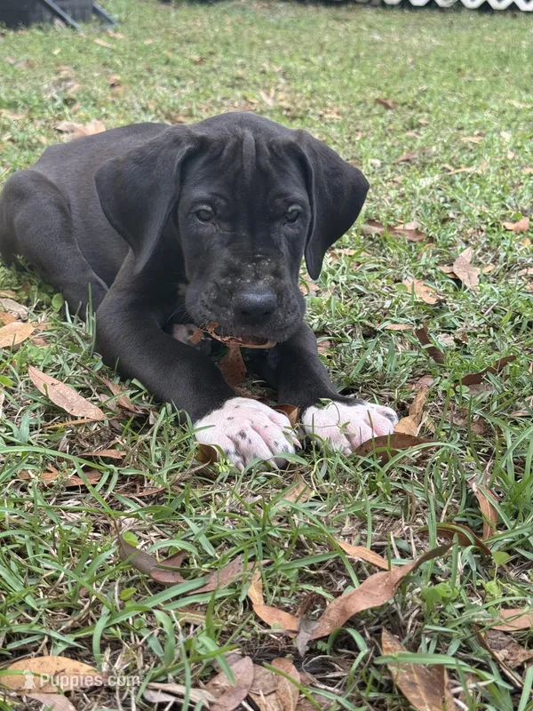 Black male – Great Dane puppy for sale in Jackson, SC