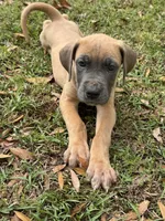 Blue fawn female , a female Great Dane for sale in Jackson, SC – Photo 3 of 6