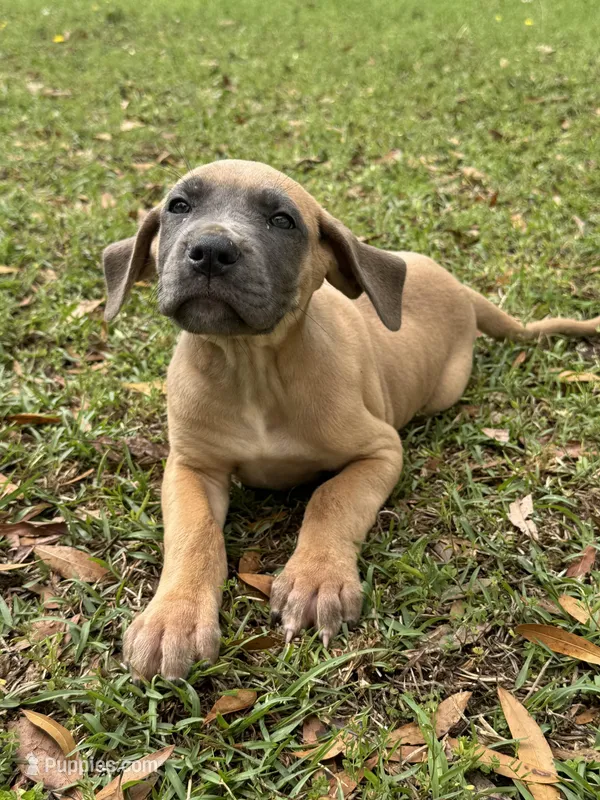 Blue fawn female  – Great Dane puppy for sale in Jackson, SC