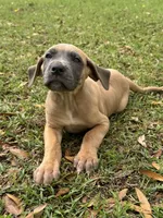 Blue fawn female , a female Great Dane for sale in Jackson, SC – Photo 1 of 6
