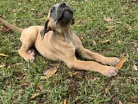 Blue fawn female , a female Great Dane for sale in Jackson, SC – Photo 4 of 6