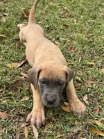 Blue fawn female , a female Great Dane for sale in Jackson, SC – Photo 2 of 6