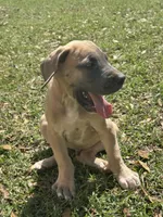 Blue Fawn Male, a male Great Dane for sale in Jackson, SC – Photo 2 of 9