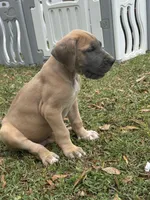 Blue Fawn Male, a male Great Dane for sale in Jackson, SC – Photo 4 of 9