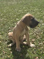 Blue Fawn Male, a male Great Dane for sale in Jackson, SC – Photo 3 of 9