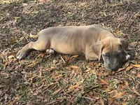 Blue Fawn Male, a male Great Dane for sale in Jackson, SC – Photo 8 of 9