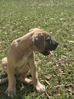 Blue Fawn Male, a male Great Dane for sale in Jackson, SC – Photo 5 of 9