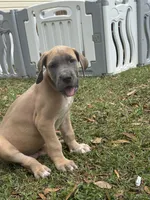 Blue Fawn Male, a male Great Dane for sale in Jackson, SC – Photo 1 of 9