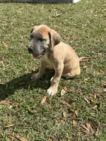 Blue Fawn Male, a male Great Dane for sale in Jackson, SC – Photo 9 of 9