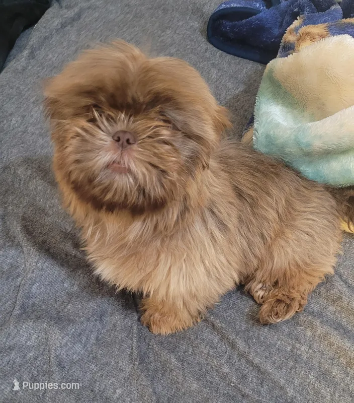 Brownie – Shih Tzu puppy for sale in El Paso, TX