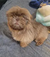 Brownie, a male Shih Tzu for sale in El Paso, TX – Photo 1 of 4