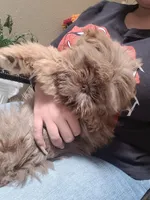 Brownie, a male Shih Tzu for sale in El Paso, TX – Photo 3 of 4