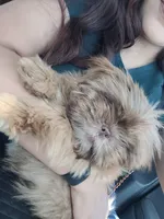 Brownie, a male Shih Tzu for sale in El Paso, TX – Photo 4 of 4