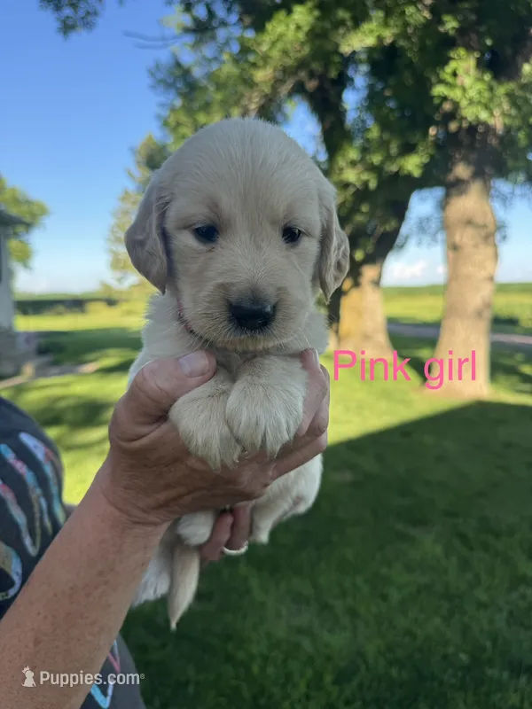 Pink girl  – Golden Retriever puppy for sale in Heron Lake, MN