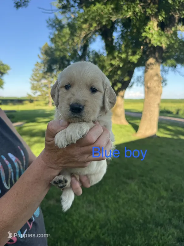 Blue male  – Golden Retriever puppy for sale in Heron Lake, MN