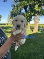 Blue male , a male Golden Retriever for sale in Heron Lake, MN – 1 of 1