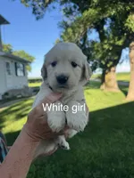 White girl , a female Golden Retriever for sale in Heron Lake, MN – 1 of 1