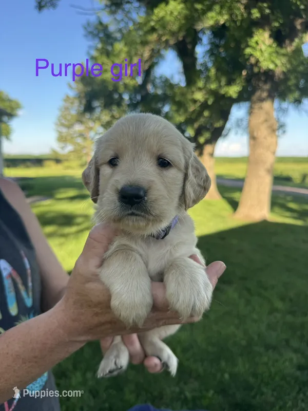 Purple girl  – Golden Retriever puppy for sale in Heron Lake, MN