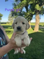 Purple girl , a female Golden Retriever for sale in Heron Lake, MN – 1 of 1