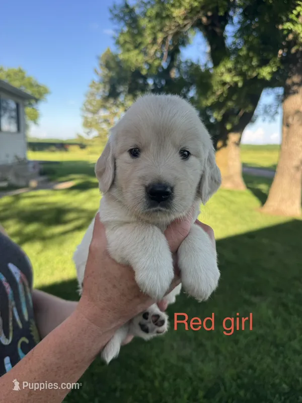 Red girl  – Golden Retriever puppy for sale in Heron Lake, MN