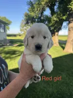 Red girl , a female Golden Retriever for sale in Heron Lake, MN – 1 of 1