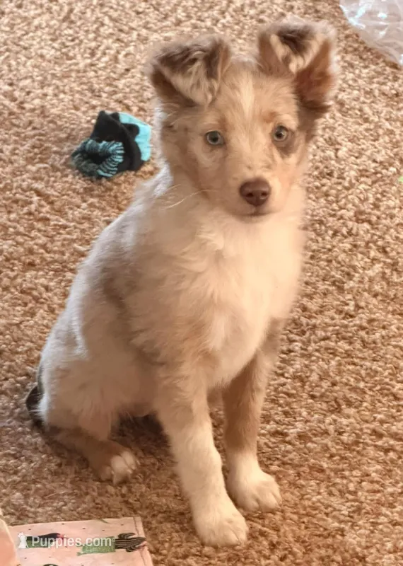 Lilly – Miniature Australian Shepherd puppy for sale in Chamois, MO