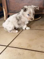 Lilly, a female Miniature American Shepherd for sale in Chamois, MO – Photo 1 of 5