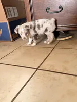 Lilly, a female Miniature American Shepherd for sale in Chamois, MO – Photo 3 of 5