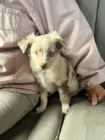 Lilly, a female Miniature Australian Shepherd for sale in Chamois, MO – Photo 1 of 7