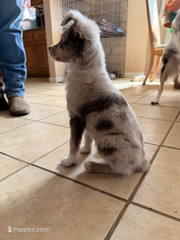 Lilly – Miniature Australian Shepherd puppy for sale in Chamois, MO