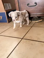 Lilly, a female Miniature American Shepherd for sale in Chamois, MO – Photo 4 of 5