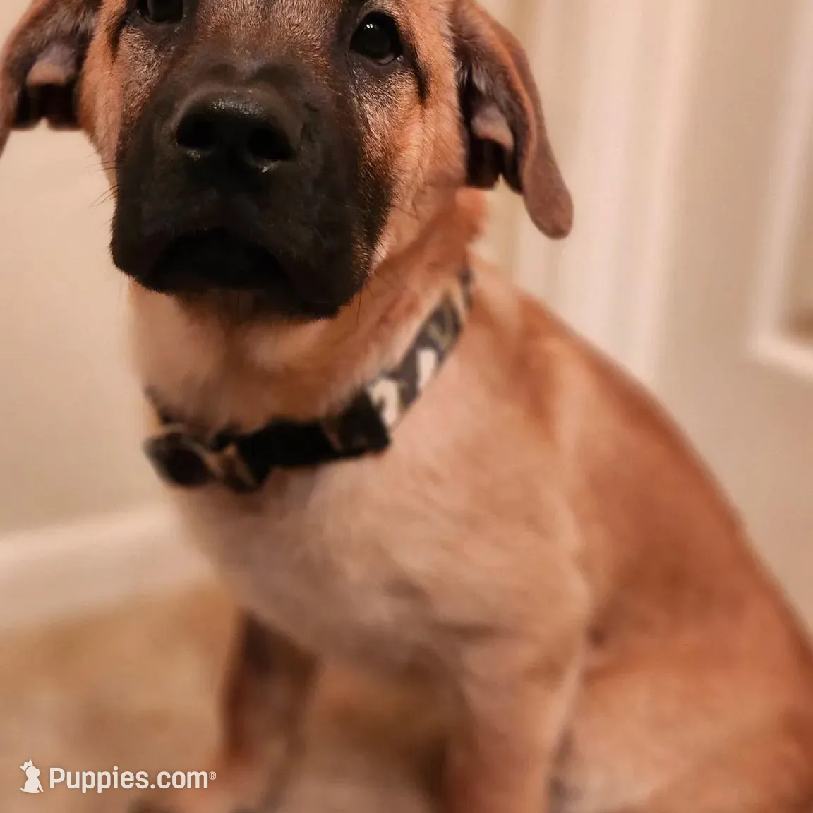 Maurice, a male Chow Chow and American Foxhound for sale in Houston, TX – Photo 6 of 6