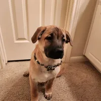 Maurice, a male Chow Chow and American Foxhound for sale in Houston, TX – Photo 4 of 6