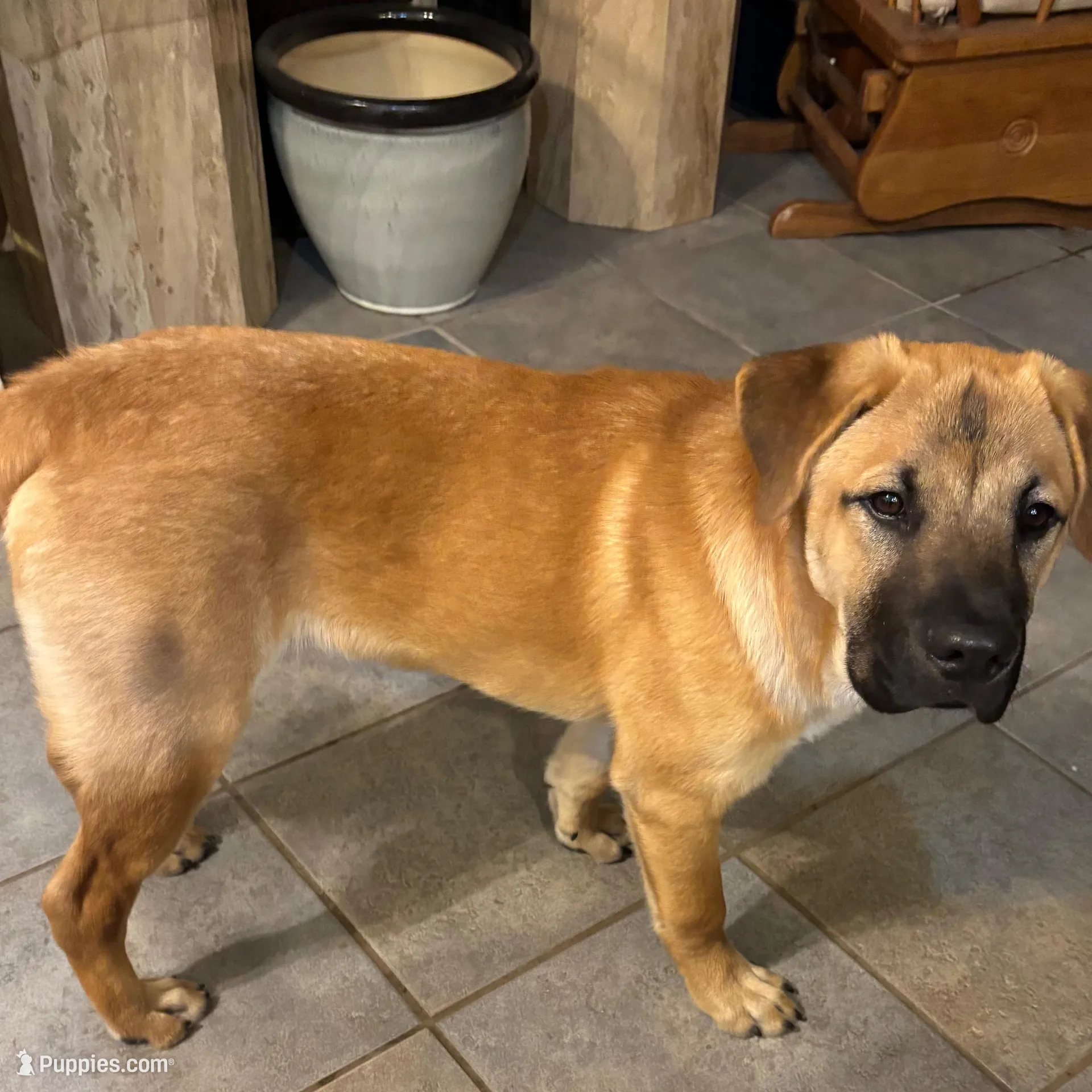 Maurice, a male Chow Chow and American Foxhound for sale in Houston, TX – Photo 3 of 6