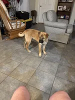 Maurice, a male Chow Chow and American Foxhound for sale in Houston, TX – Photo 2 of 6