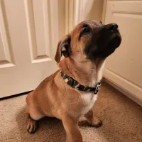 Maurice, a male Chow Chow and American Foxhound for sale in Houston, TX – Photo 5 of 6