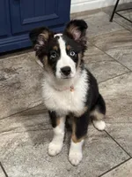 Winter, a female Australian Shepherd for sale in Palm Bay, FL – Photo 7 of 7