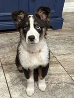 Winter, a female Australian Shepherd for sale in Palm Bay, FL – Photo 5 of 7