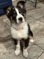 Winter, a female Australian Shepherd for sale in Palm Bay, FL – Photo 6 of 7