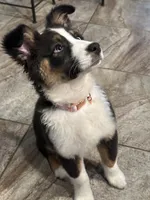 Winter, a female Australian Shepherd for sale in Palm Bay, FL – Photo 3 of 7