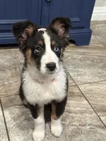 Winter, a female Australian Shepherd for sale in Palm Bay, FL – Photo 2 of 7