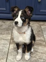 Winter, a female Australian Shepherd for sale in Palm Bay, FL – Photo 4 of 7