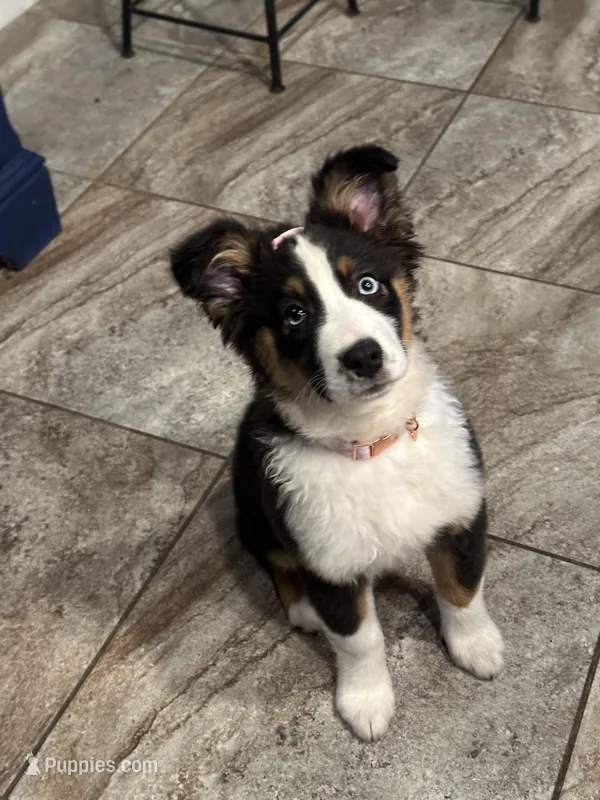 Winter, a female Australian Shepherd for sale in Palm Bay, FL – Photo 1 of 7